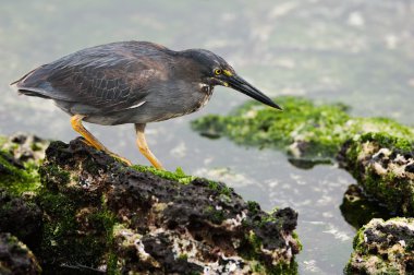 Lava heron. clipart