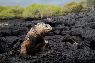 The marine iguana poses.