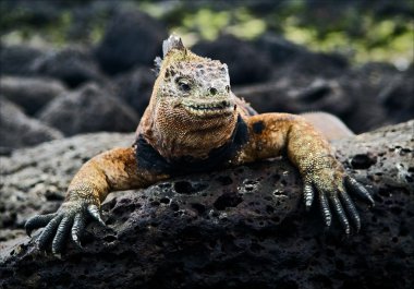 The marine iguana poses. 2 clipart