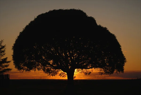 Strom babizna na západ slunce. — Stock fotografie