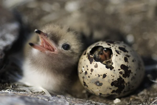 Csak a keltetőtojások baba madár. — Stock Fotó