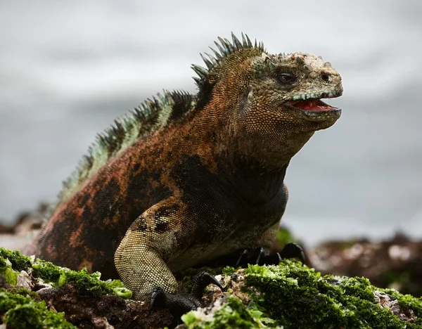 La iguana marina posa. 3. — Foto de Stock