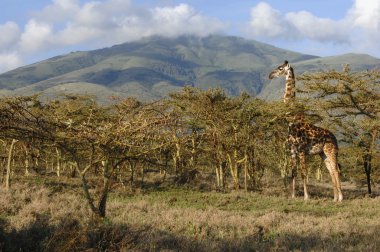 acacias, zürafa.