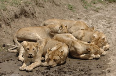 Six lions. clipart