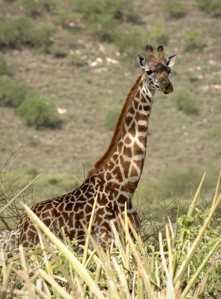 Portret van giraffe. — Stockfoto