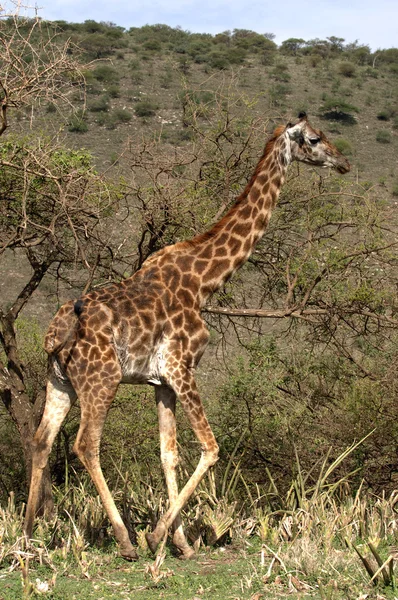 Žirafa chodit v stromech acacias. — Stock fotografie