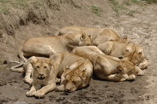 Seis leões . — Fotografia de Stock