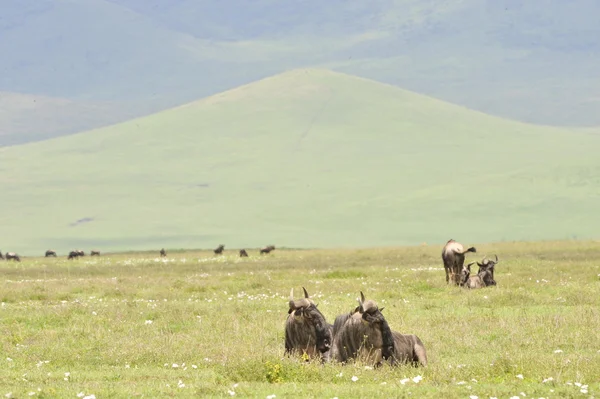 Antilopen auf Ruhepause. — Stockfoto