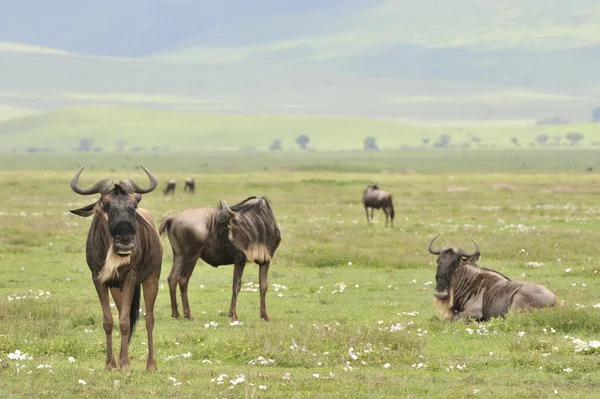 Antilop geri kalanı üzerinde. — Stok fotoğraf