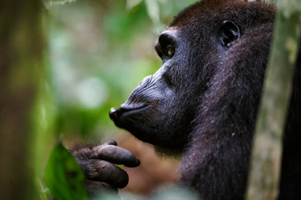 Western Lowland Gorilla eating. — Stock Photo, Image