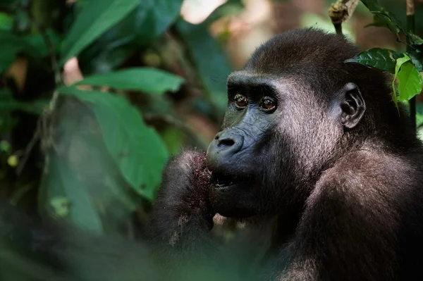 Gorila jíst. — Stock fotografie