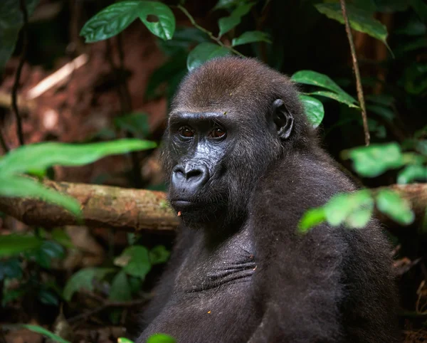 Retrato de Western Lowland Gorilla — Fotografia de Stock