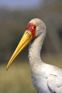 The Yellow-billed Stork. clipart