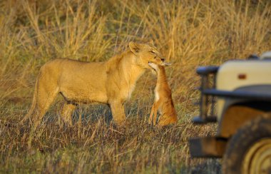 Lioness with prey. clipart