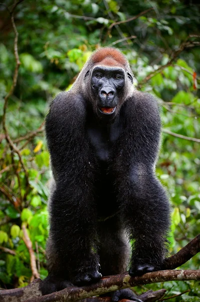 Muotokuva mies Länsi Lowland Gorilla . — kuvapankkivalokuva