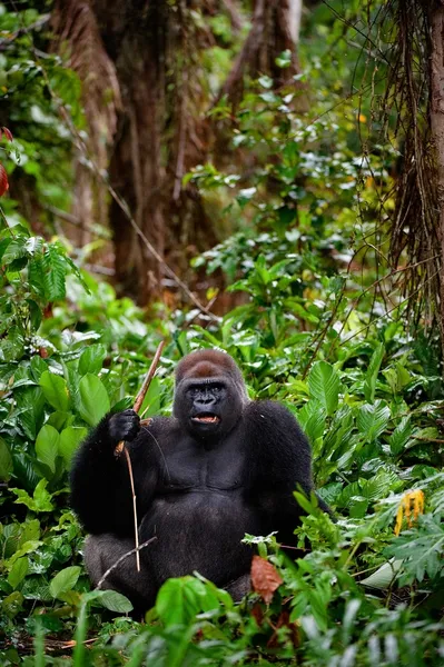 Portrét mužské gorila nížinná. — Stock fotografie