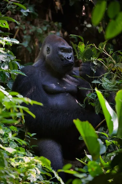 Retrato de gorila de tierras bajas macho . — Foto de Stock
