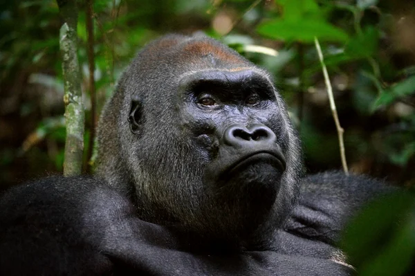 Gorila das planícies ocidentais — Fotografia de Stock