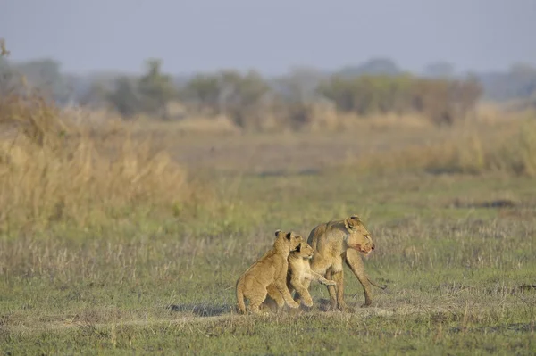 Löwin nach der Jagd mit Jungtieren. — Stockfoto