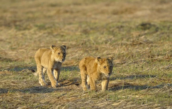 Twee jonge leeuwen. — Stockfoto