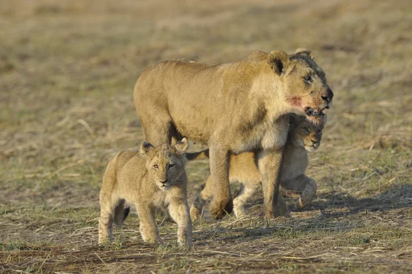 Lvice po lovu se mláďata. — Stock fotografie
