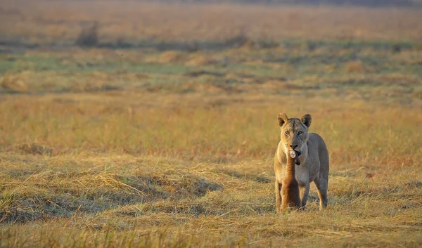 Lioness and prey. — Stok fotoğraf