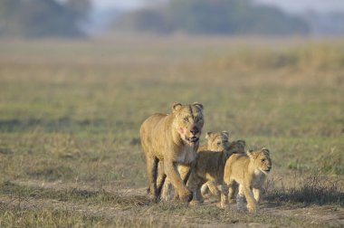 Lioness after hunting with cubs. clipart