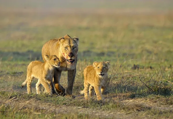 Λέαινα μετά το κυνήγι με cubs. — Φωτογραφία Αρχείου