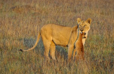 Lioness with prey. clipart