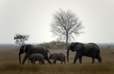 Family of elephants. clipart