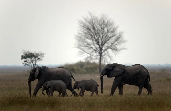 Οικογένεια των ελεφάντων. — Φωτογραφία Αρχείου