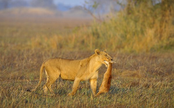Lioness with prey.