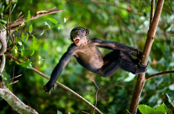 Kid Bonobo plays. — Stock Photo, Image