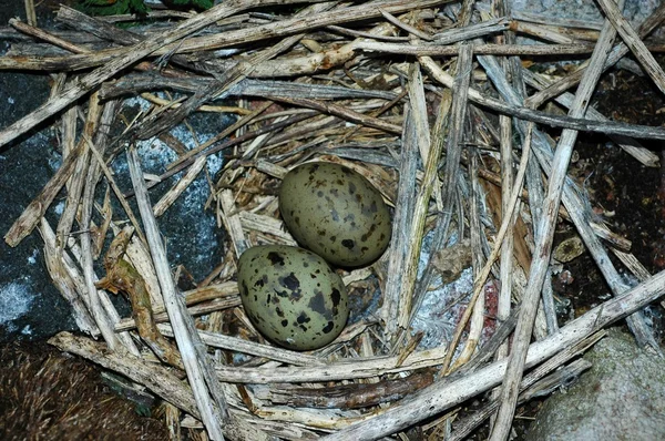 stock image Eggs of Common Tern.
