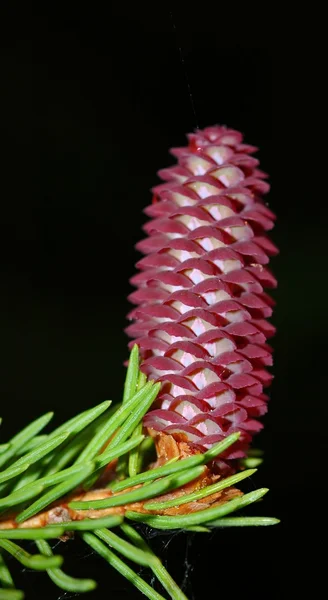 O cone de árvore de peles . — Fotografia de Stock