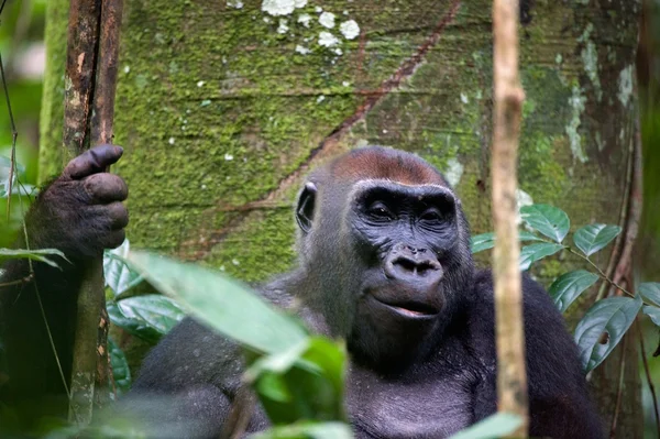 Das Weibchen eines Gorillas lächelt. — Stockfoto