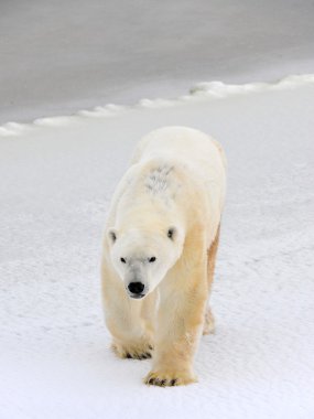 Polar bear. clipart