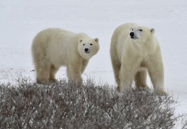 Polar bears. clipart