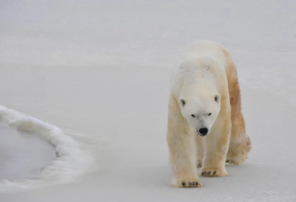 Белый медведь . — стоковое фото