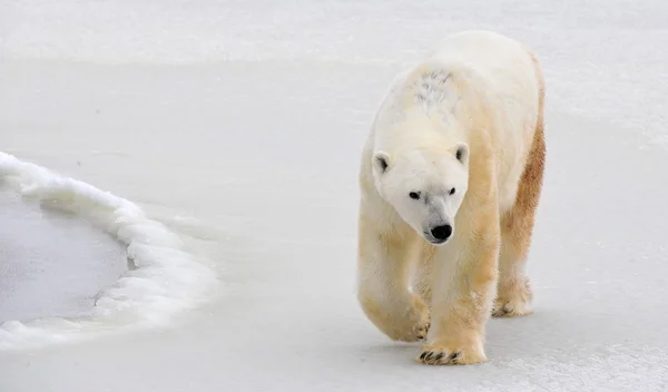 Lední medvěd. — Stock fotografie