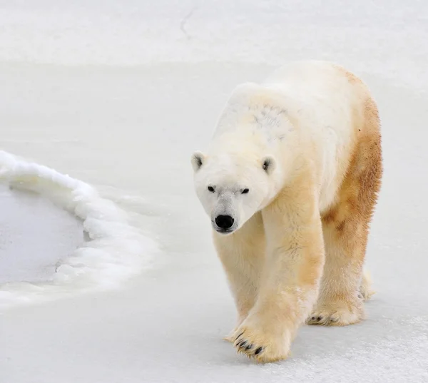 Orso polare . — Foto Stock