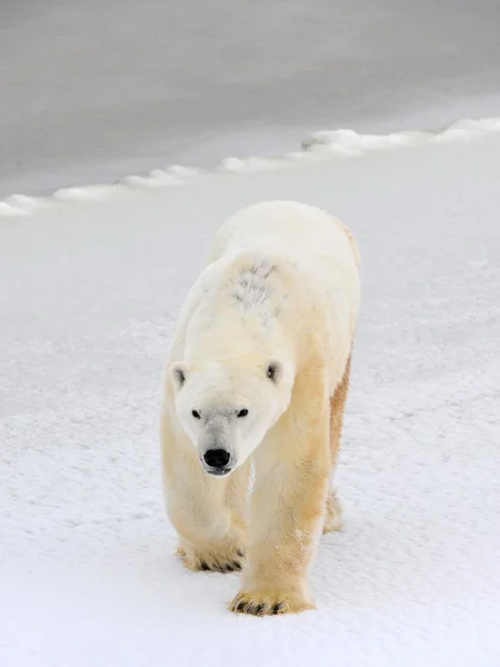 Lední medvěd. — Stock fotografie