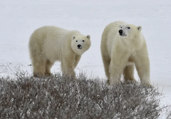 Ursos polares. — Fotografia de Stock