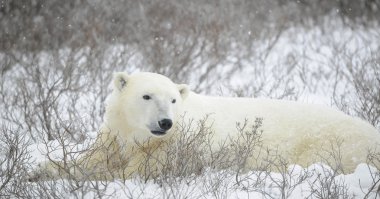 Portrait of a polar bear clipart