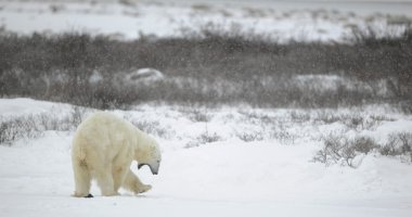 Yawning polar bear. clipart