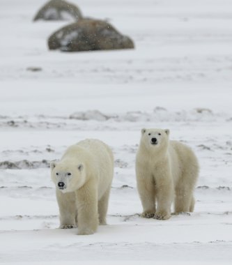 Polar bears. clipart