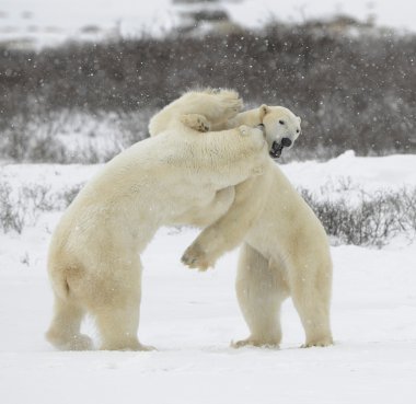 Fight of polar bears. 1 clipart