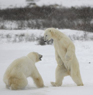 Fight of polar bears. 1 clipart