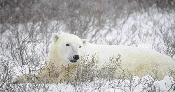 Kutup ayısının portresi — Stok fotoğraf