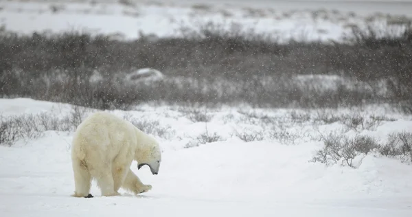 Ziewanie niedźwiedź polarny. — Zdjęcie stockowe